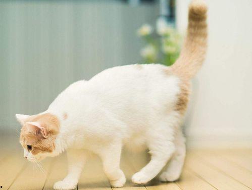 娱乐吃瓜君猫带体检