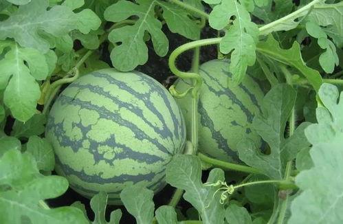 盐城网红吃瓜事件视频,一场网络热议的瓜田奇谈